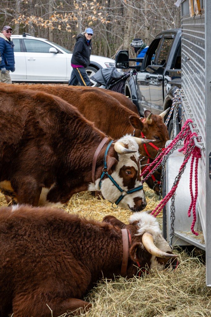 Livestock at Merrifield Farm during Maine Maple Sunday