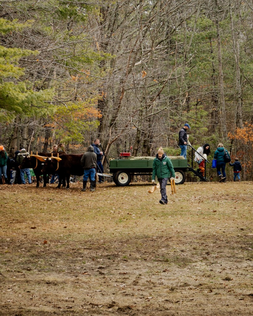 hay rides at Merrifield Farm on Maine Maple Sunday